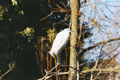 20030322418 blijdorp witte vogel